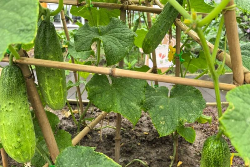 Cucumbers - Vertical Raised Bed Climbers
