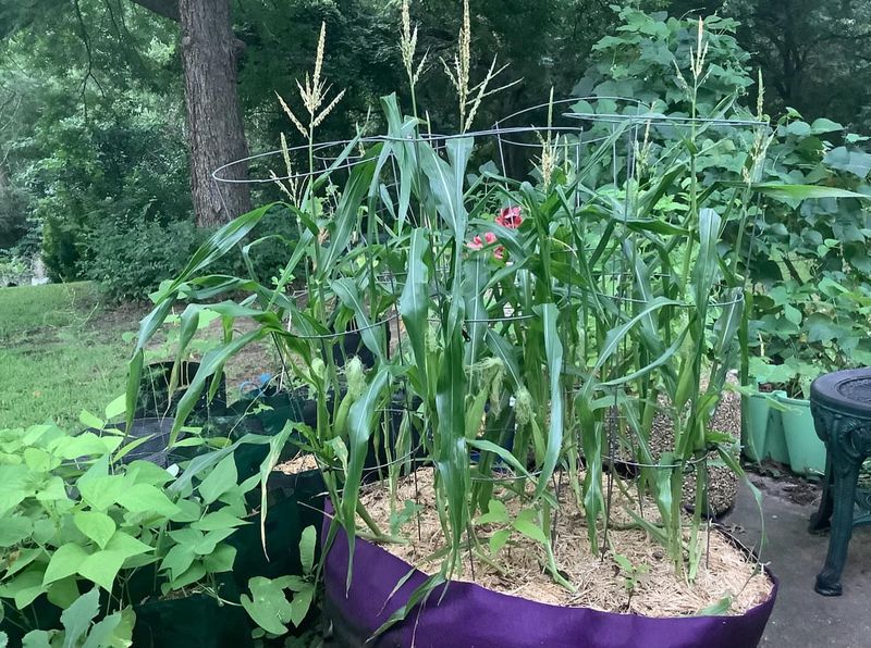 Bush Beans and Rosemary Aroma Shield