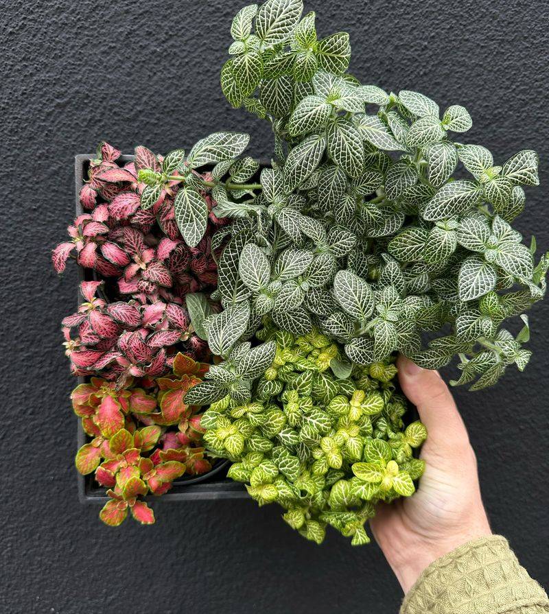 Fittonia
