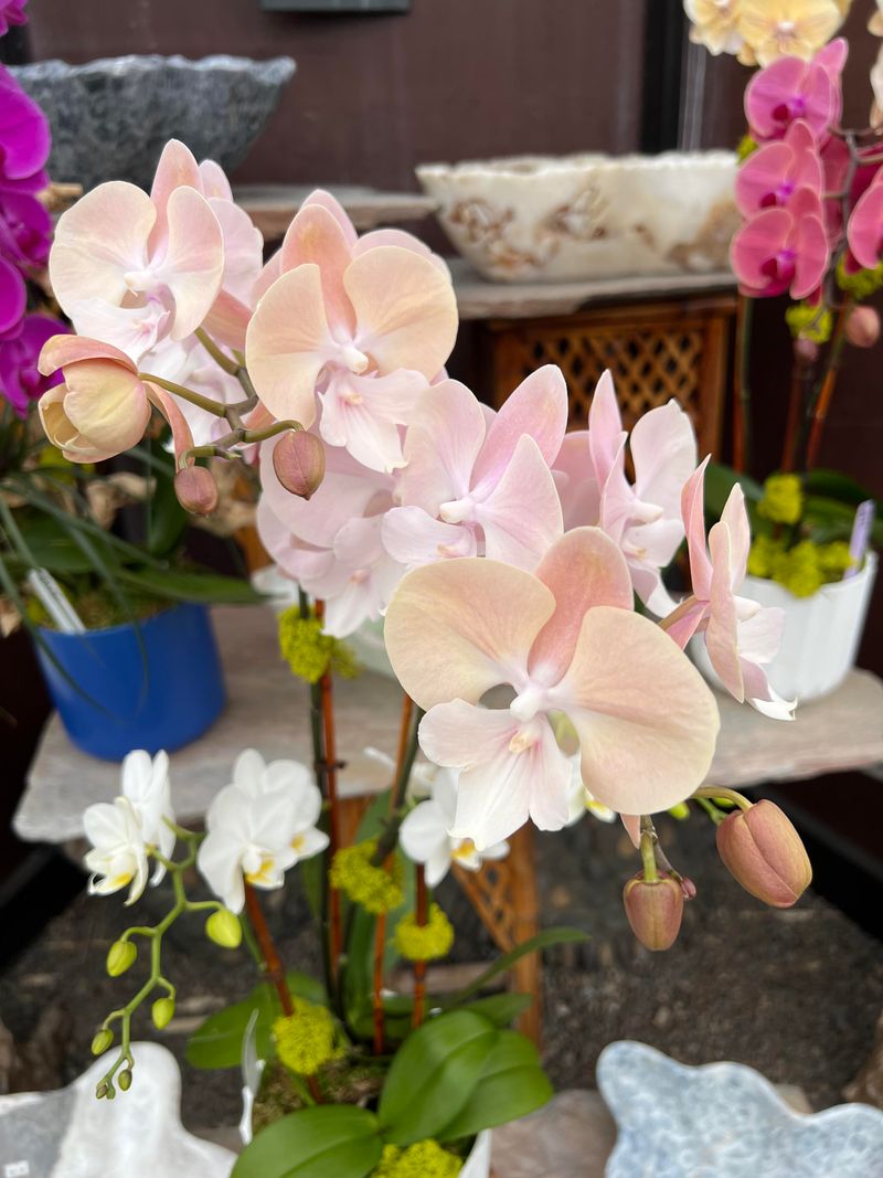 Phalaenopsis Orchid