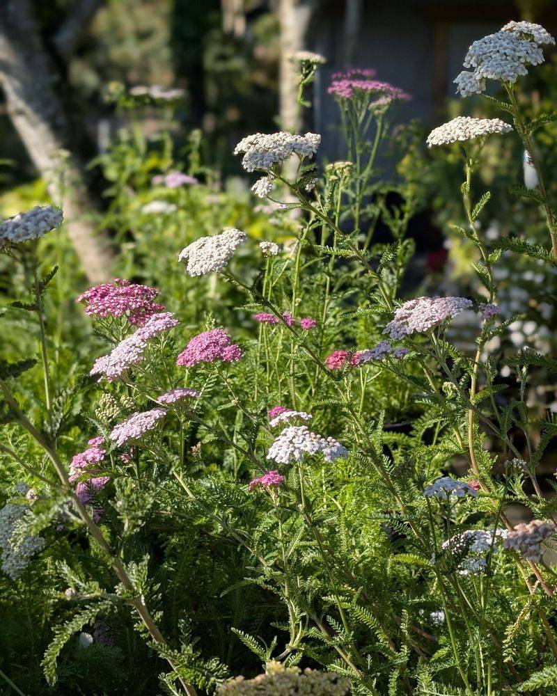 Yarrow