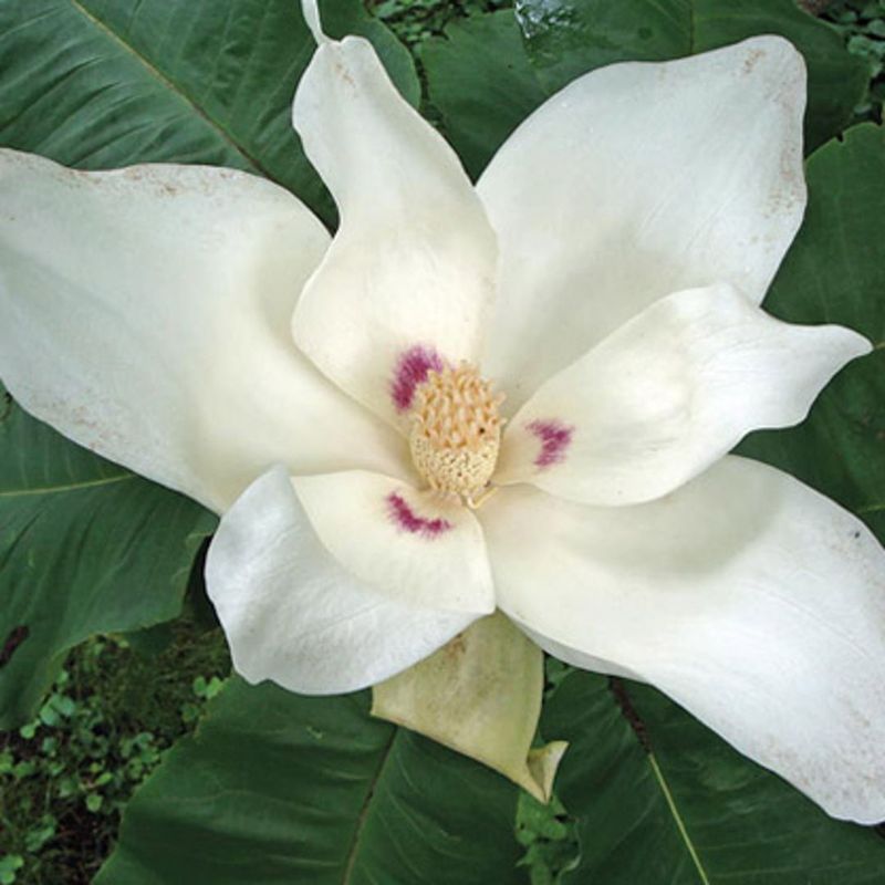 Sweet Azalea - The Unexpected Clove Bomb