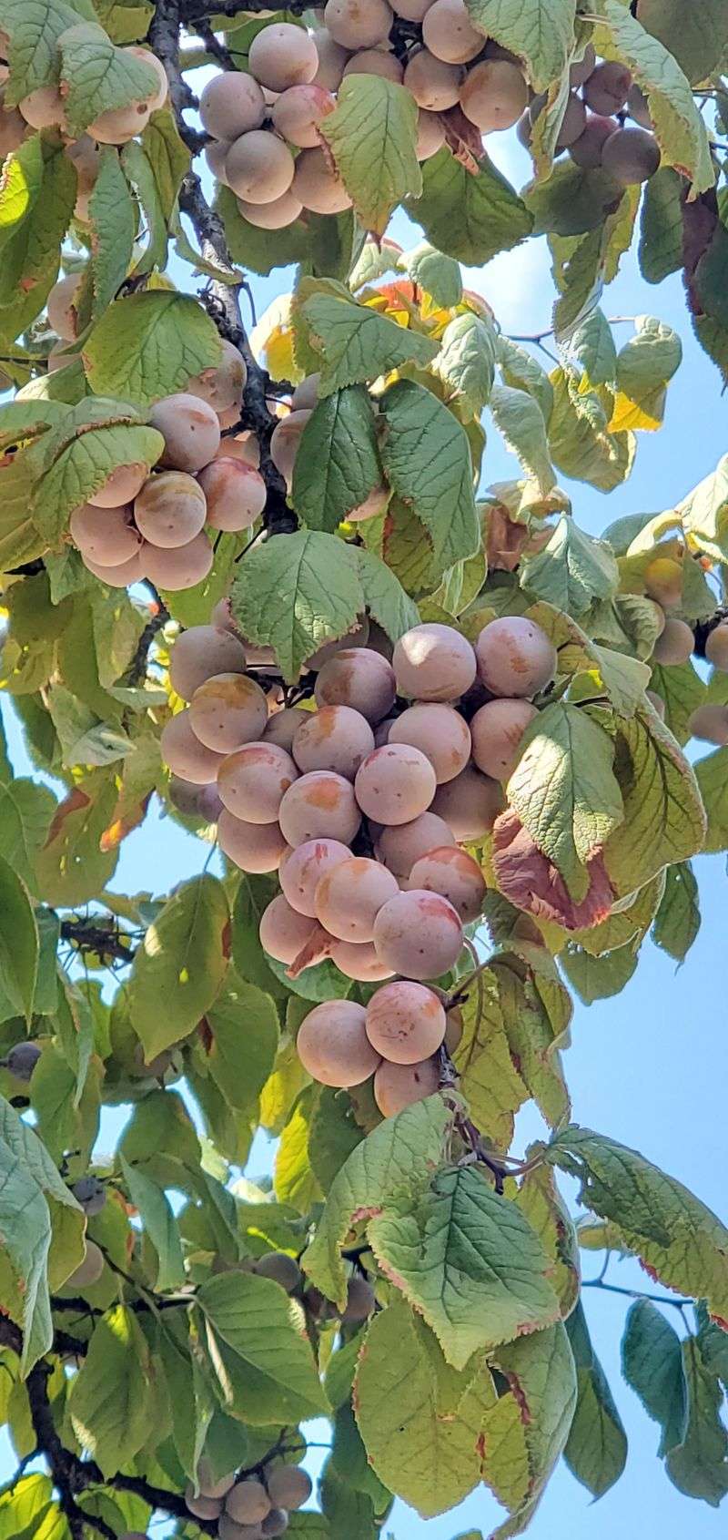 Add Fruit-Bearing Trees