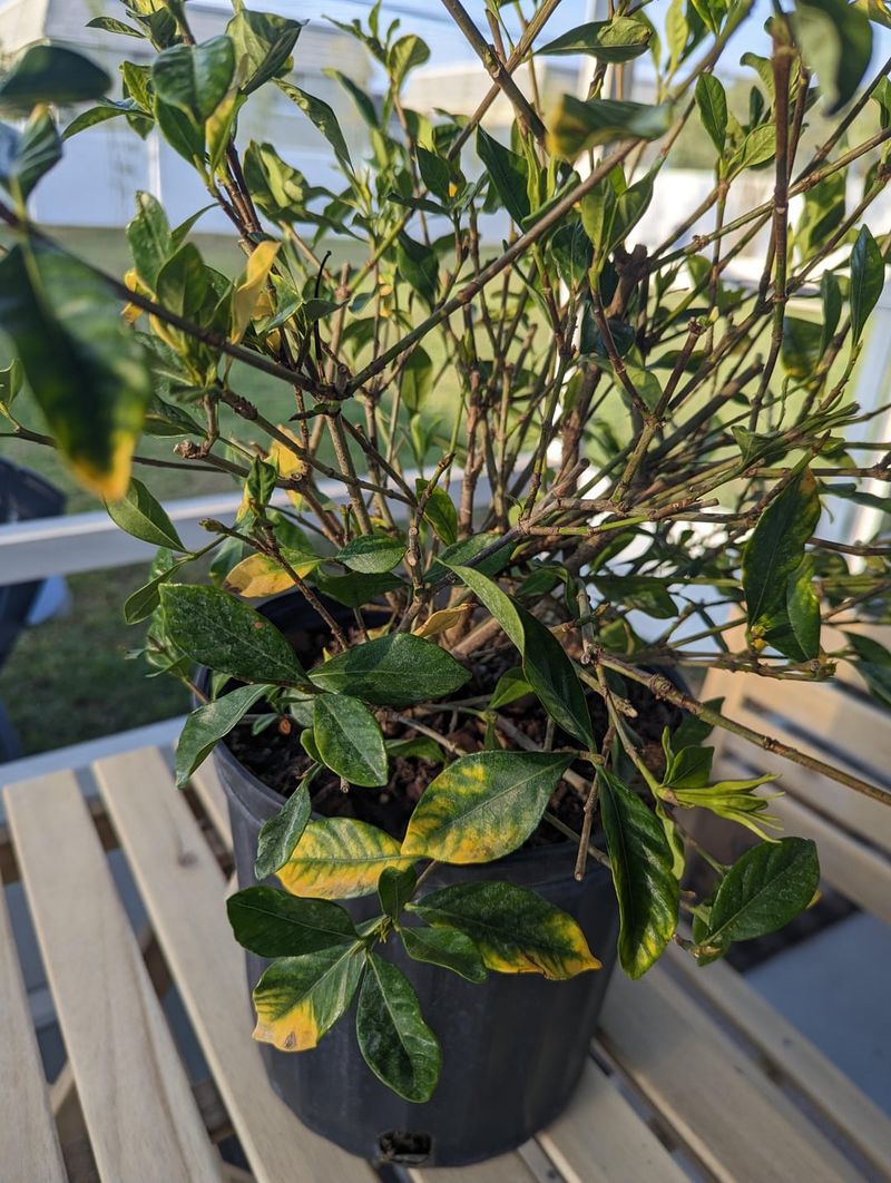 Protect New Growth