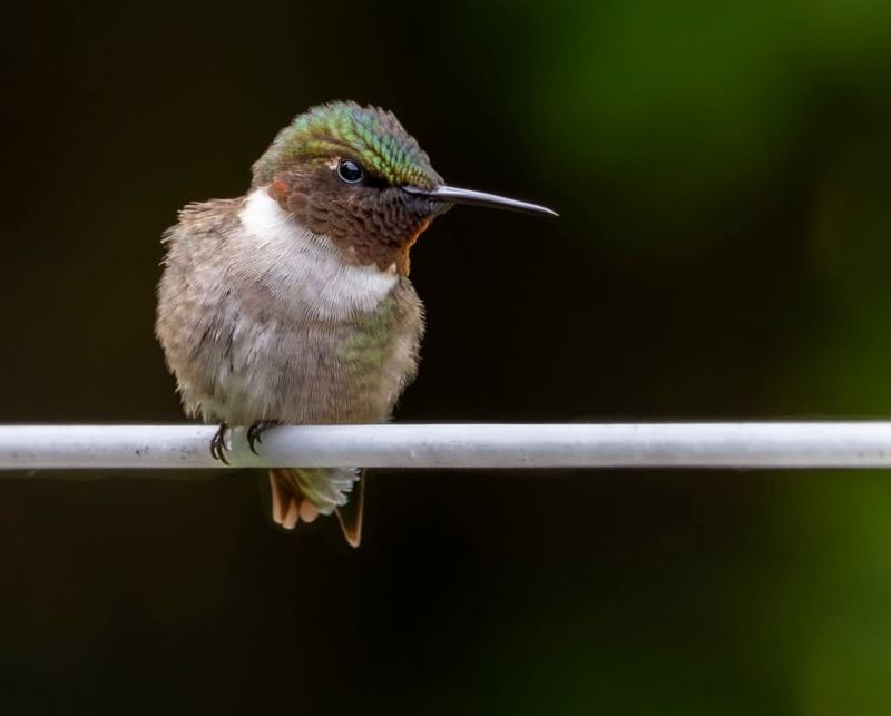 Confusing Juveniles With Injured Adults