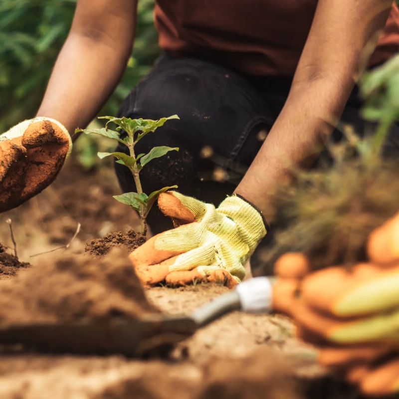 Coffee Grounds: Caffeine For Your Garden