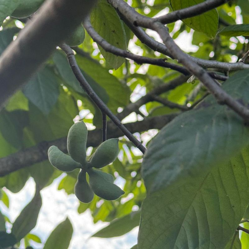 Pawpaw Tree