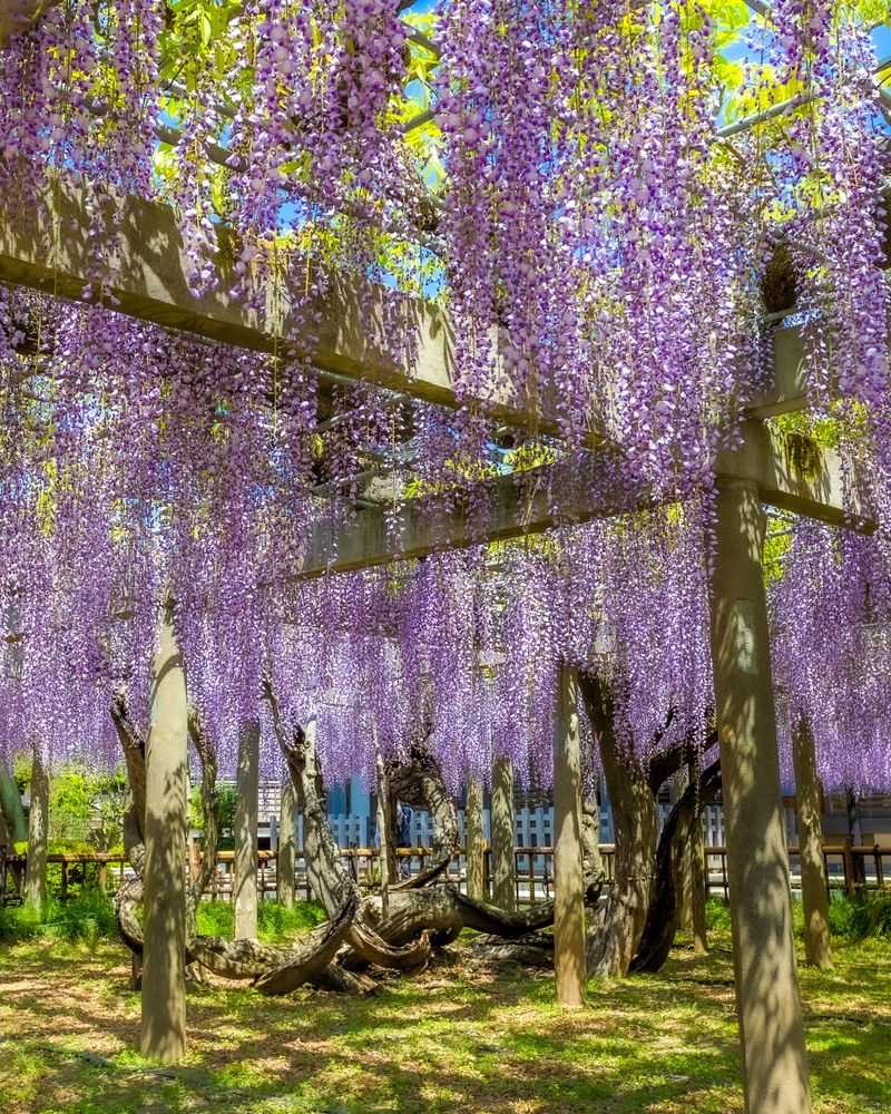 Japanese Wisteria