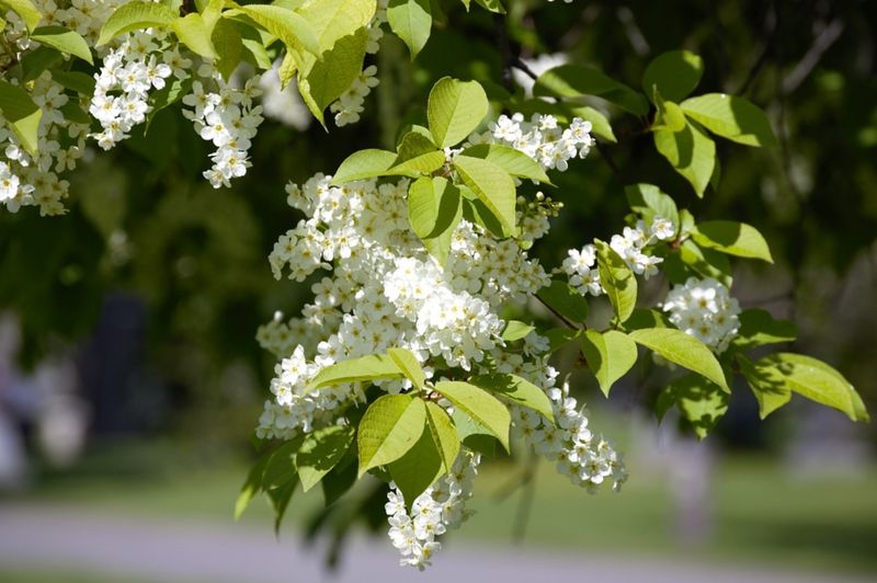 European Bird Cherry