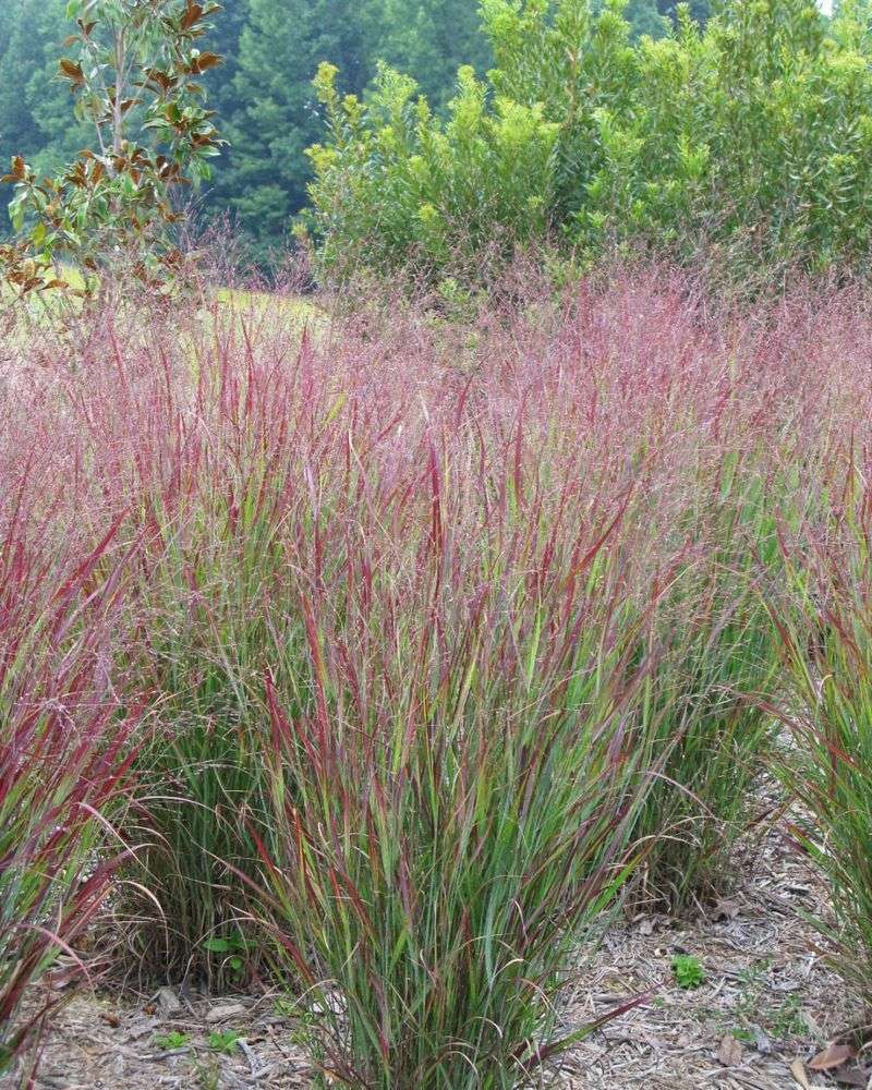 Switchgrass