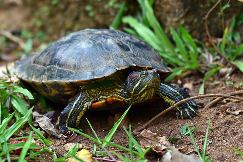 Red-Eared Sliders