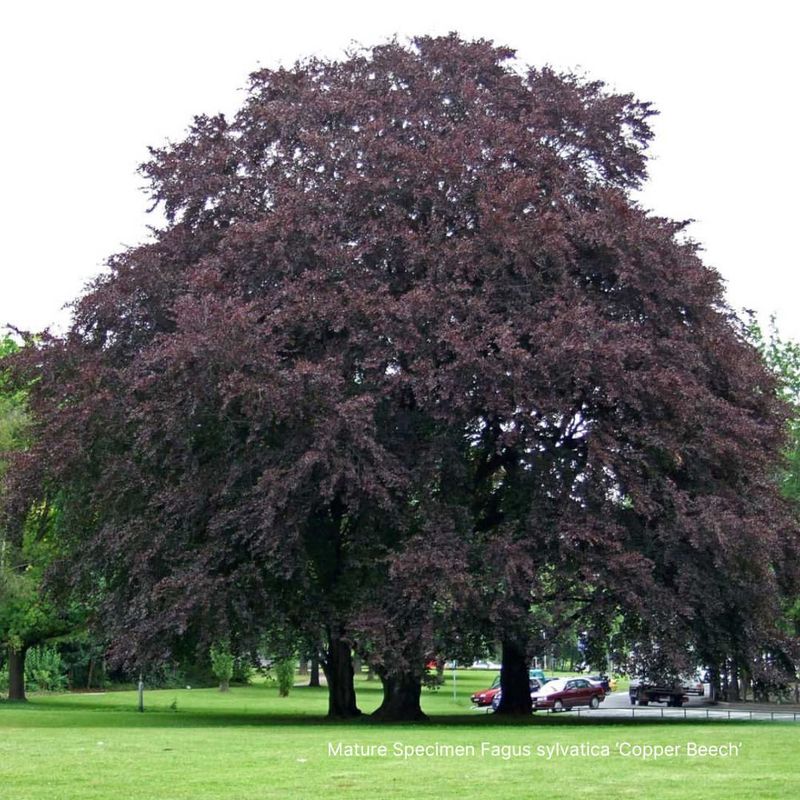 Copper Beech