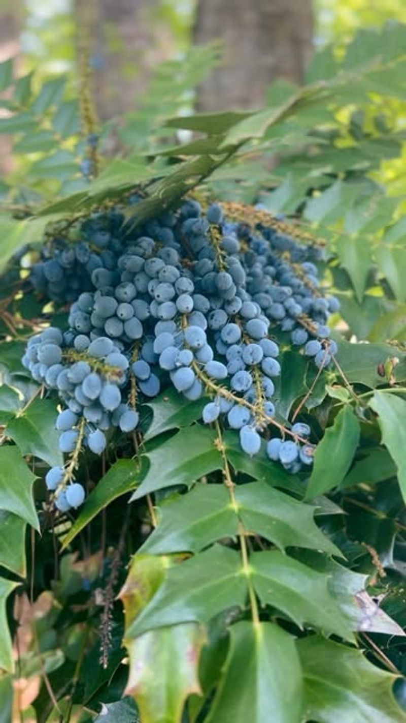 Oregon Grape (Mahonia aquifolium)