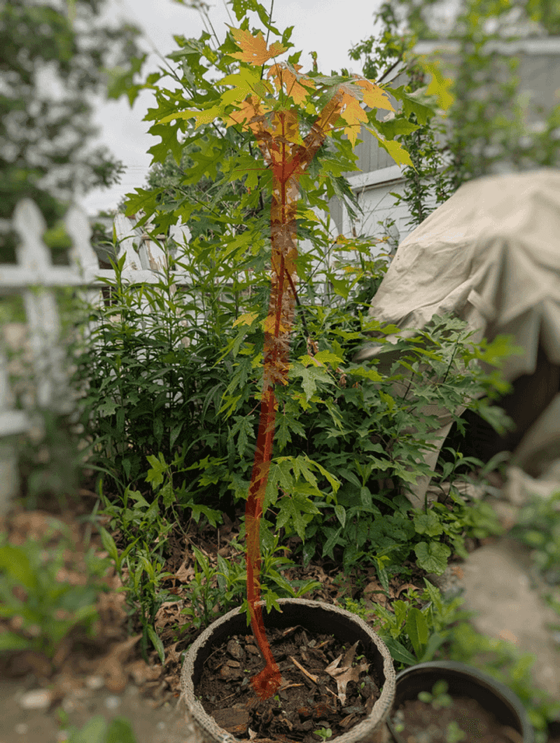 Tree Seedlings: Future Giants for Free