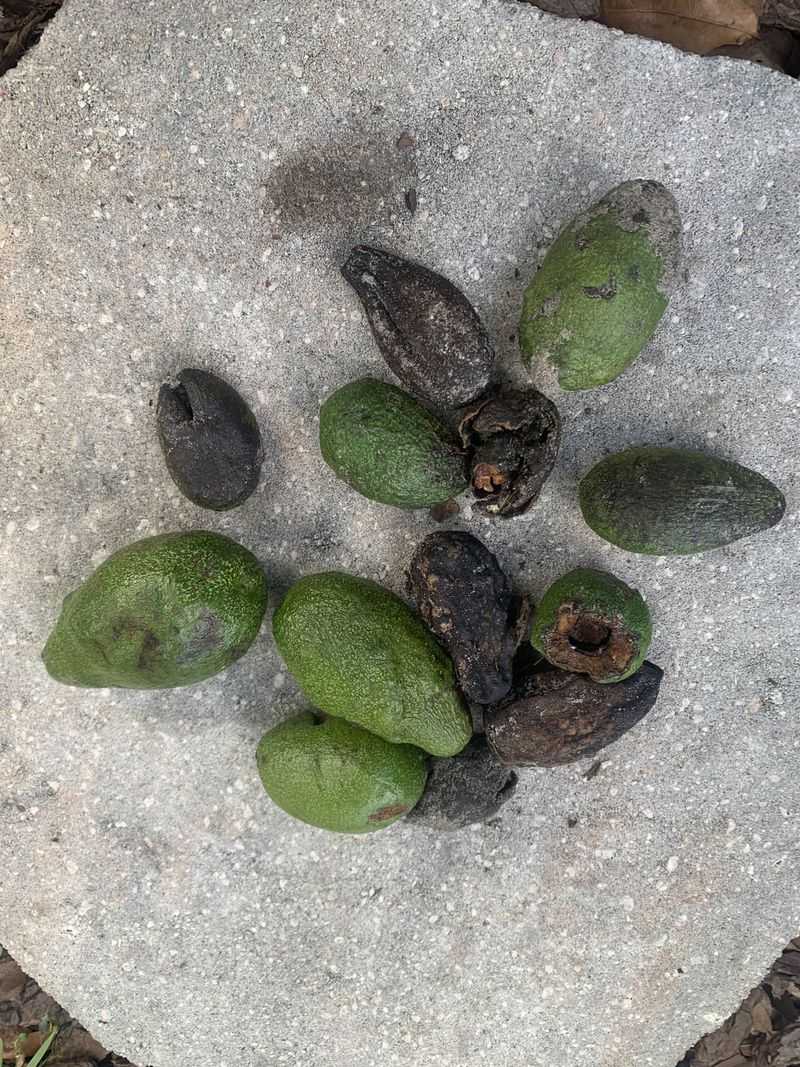 Avocado Skins: Fungal-Fighting Fertilizer