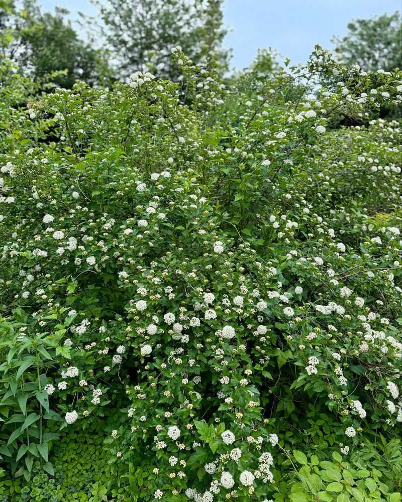 Ninebark Shrubs Need Shaping