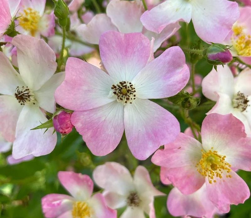 Ballerina Rose