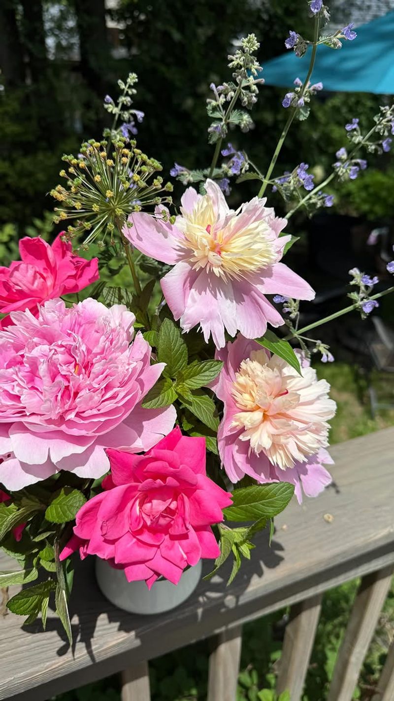 Peonies with Catmint and Allium