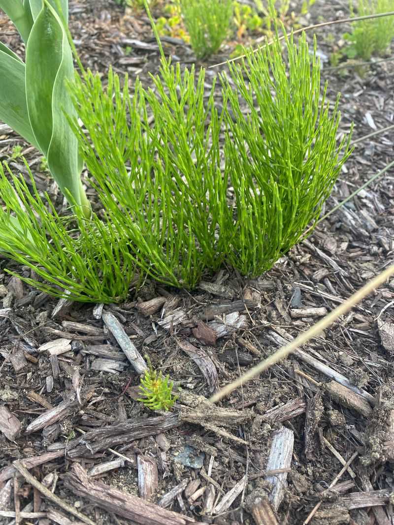 Horsetail (Equisetum arvense)