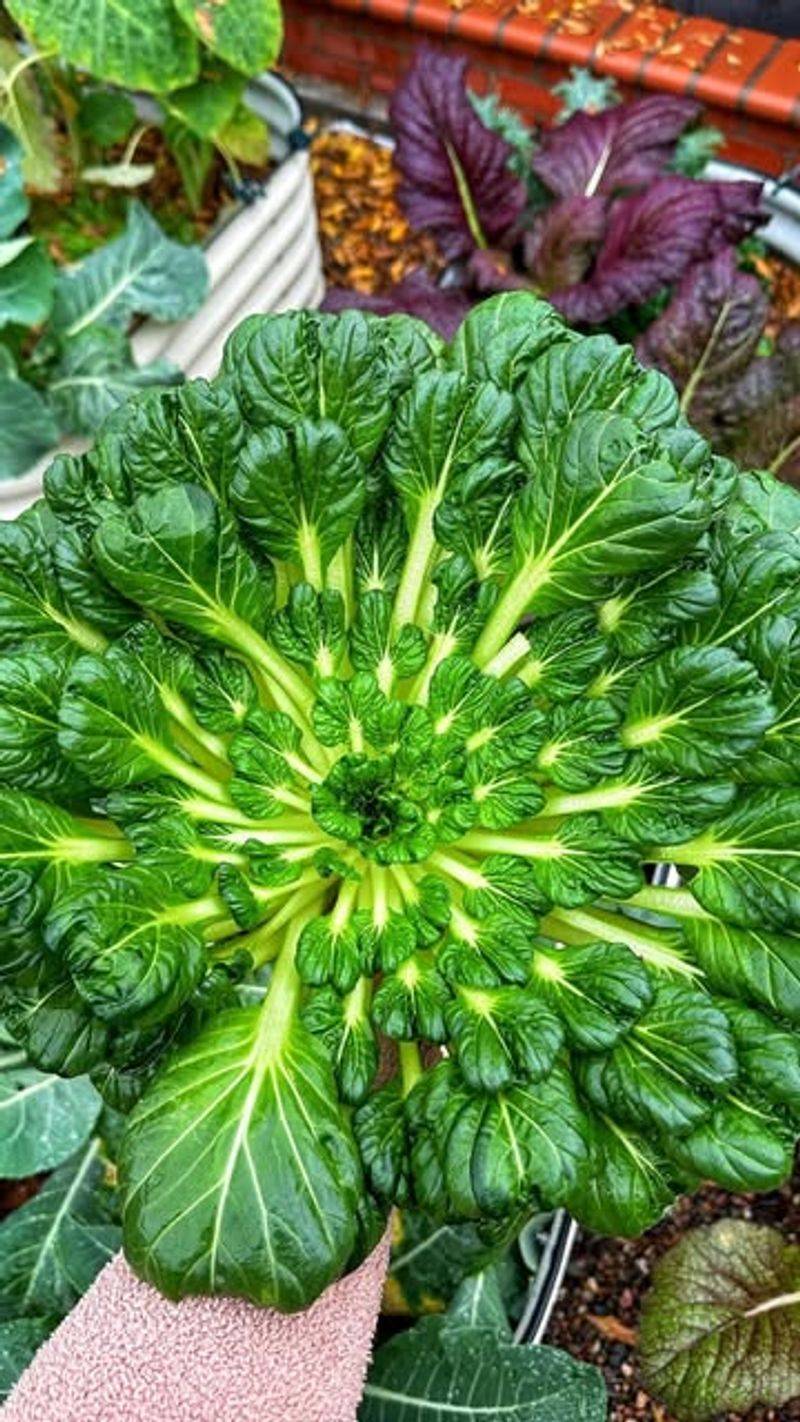 Asian Greens