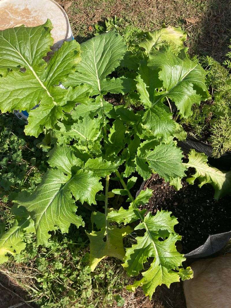 Broccoli Raab