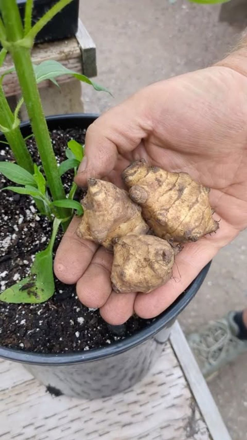 Jerusalem Artichokes