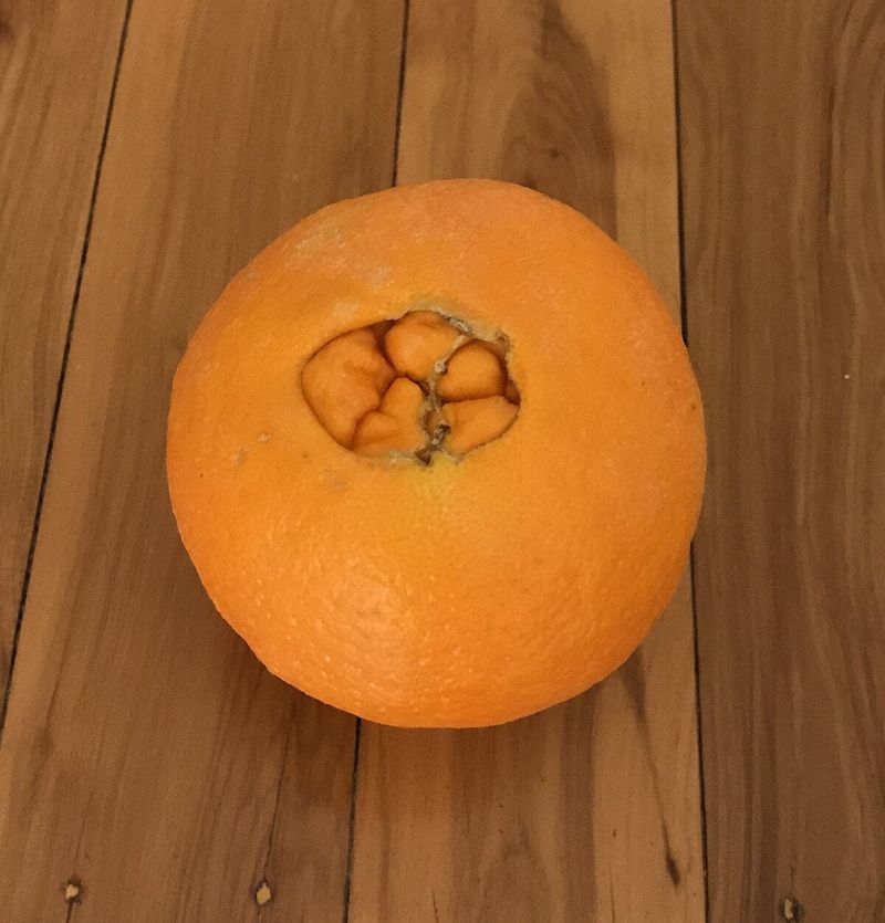 Navel Orange: The Self-Cloning Fruit