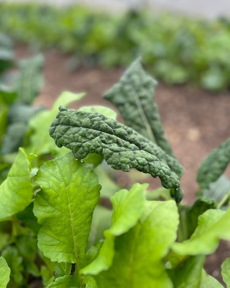 Lacinato Kale