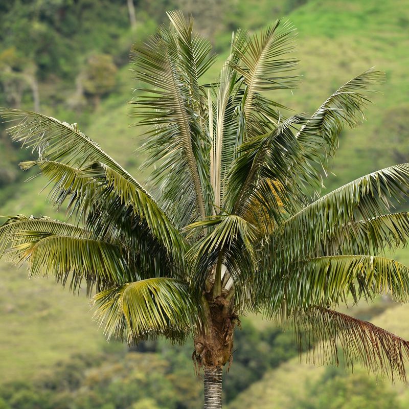 Extinction Palm (Hyophorbe amaricaulis)