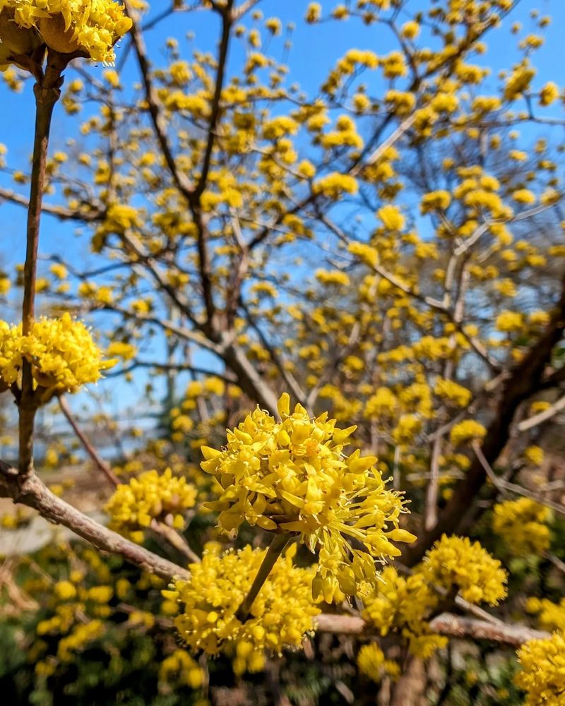 Cornelian Cherry Dogwood