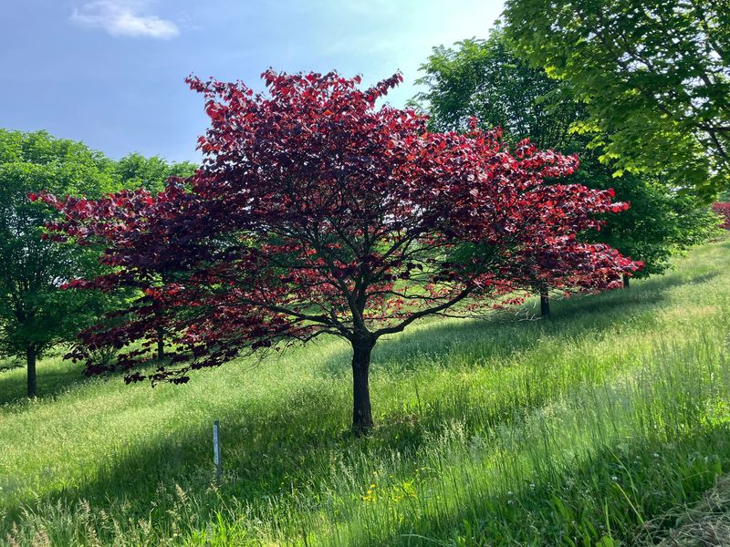 Eastern Redbud 'Forest Pansy'