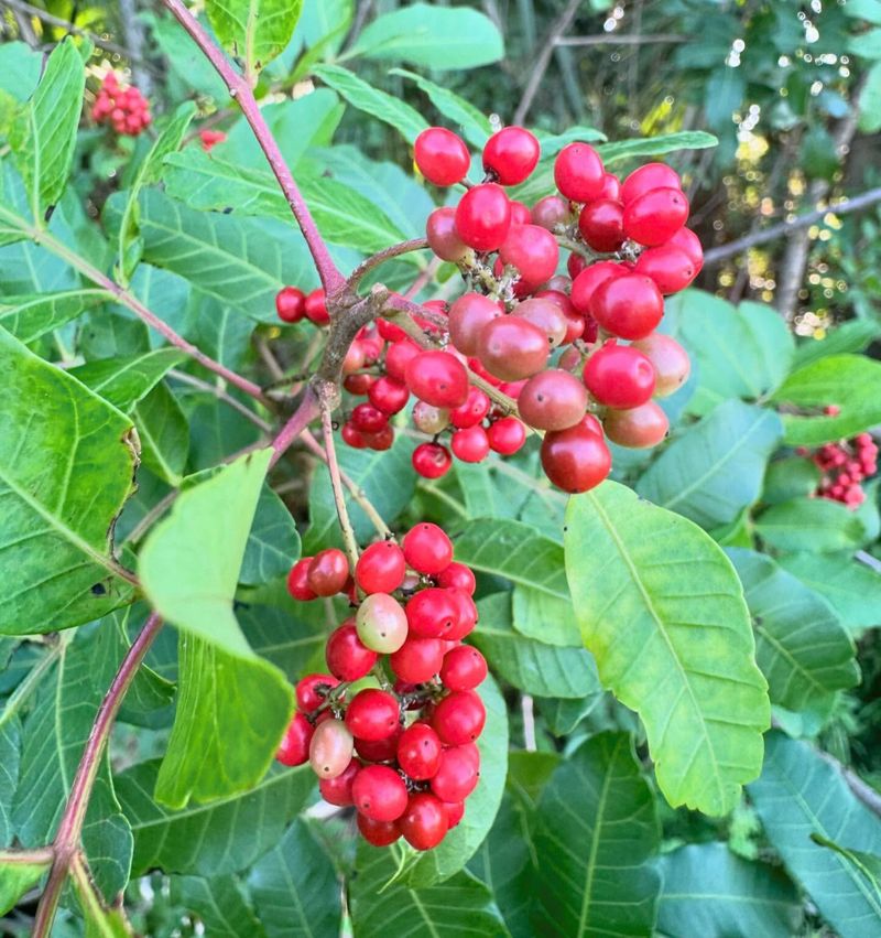Brazilian Peppertree