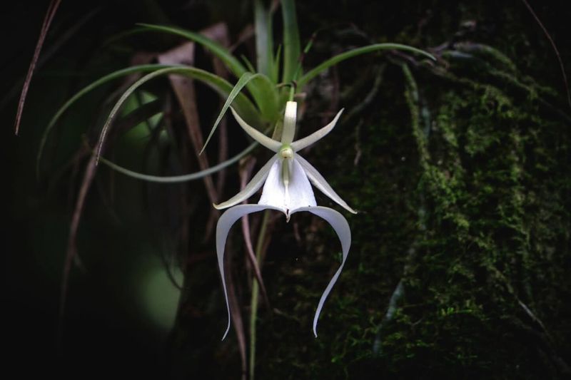 Ghost Orchid (Dendrophylax lindenii)