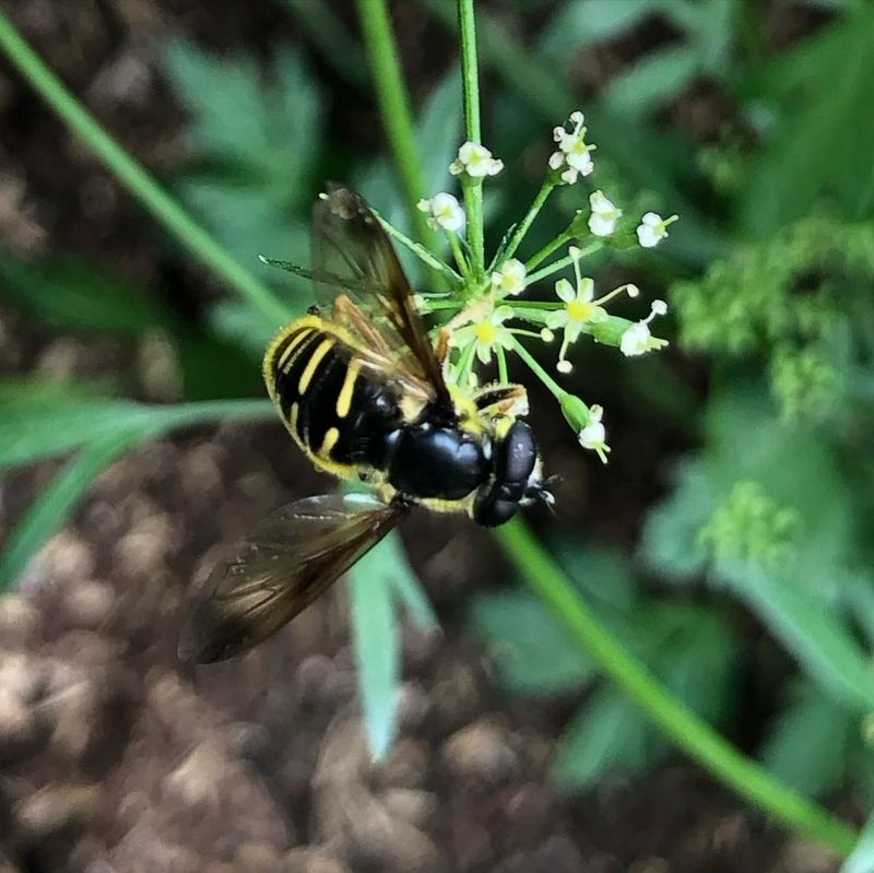 Hoverflies