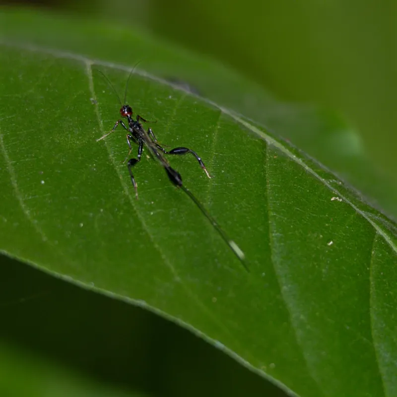 Parasitic Wasps