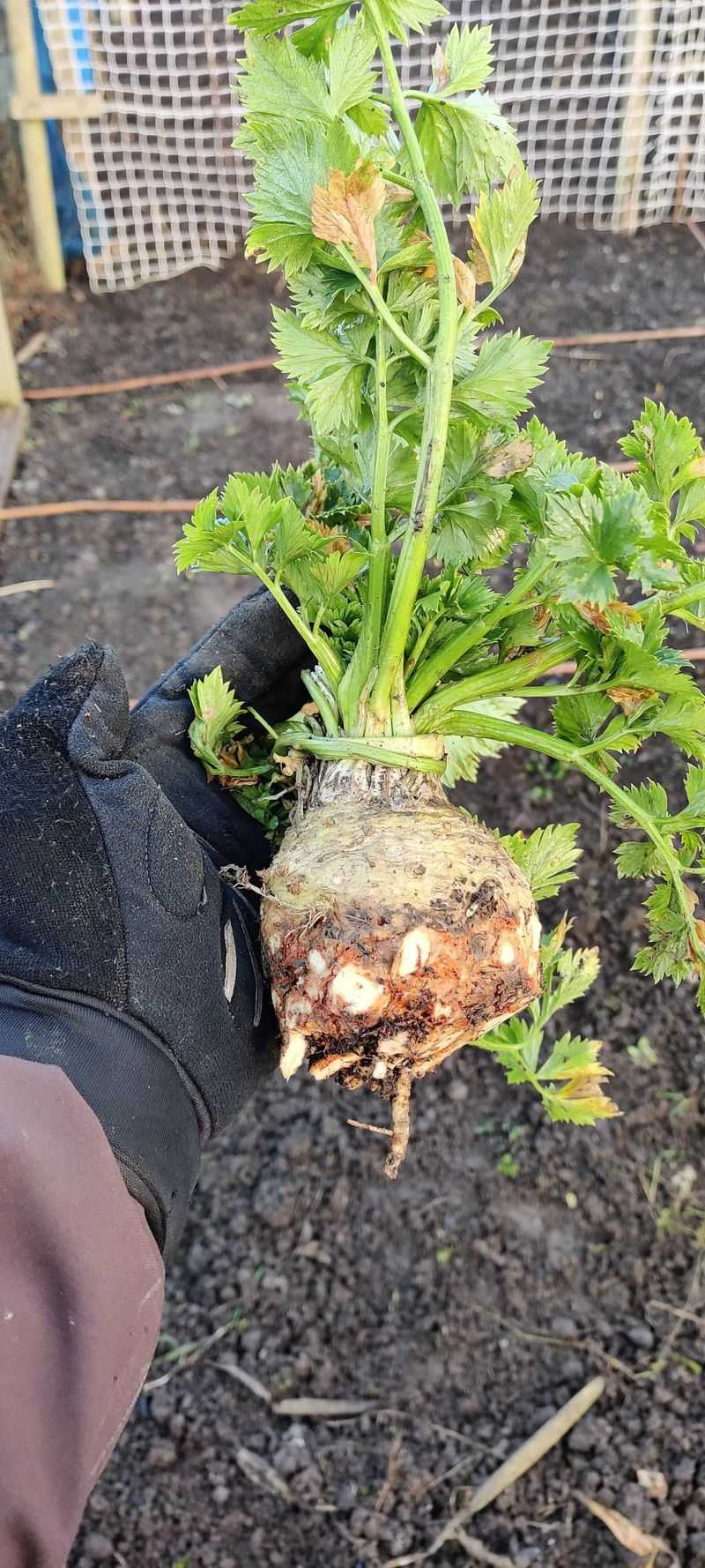 Celeriac