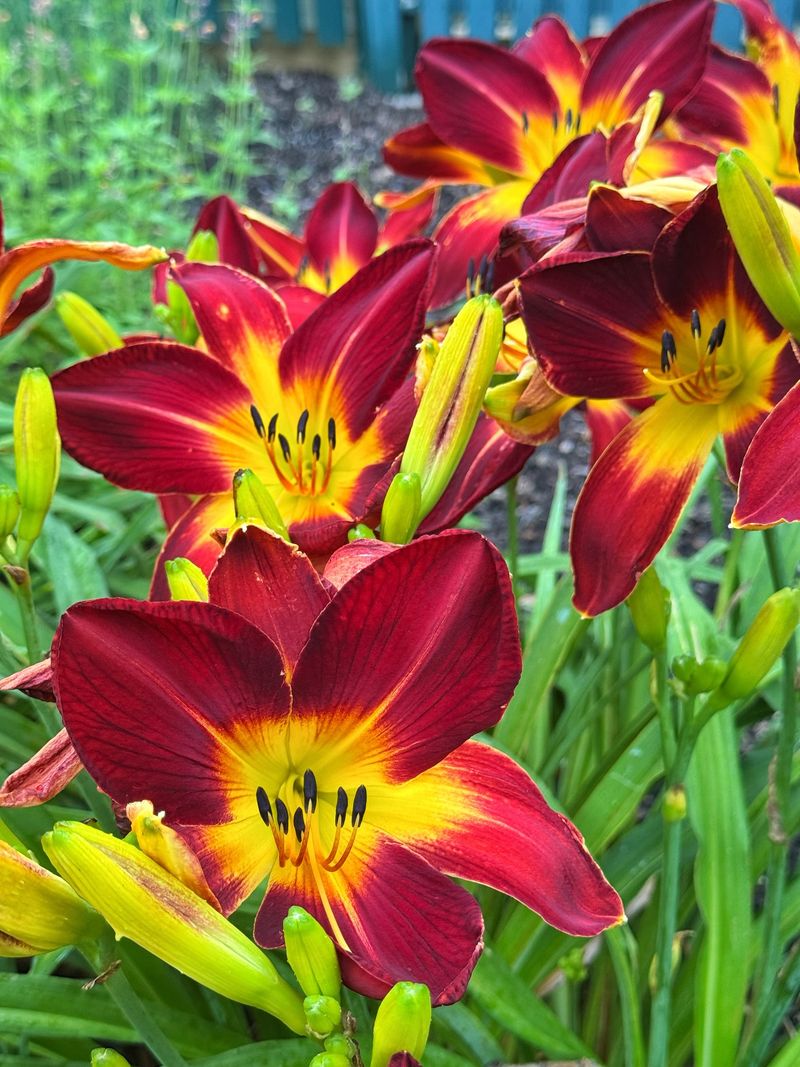 Repeat Blooming