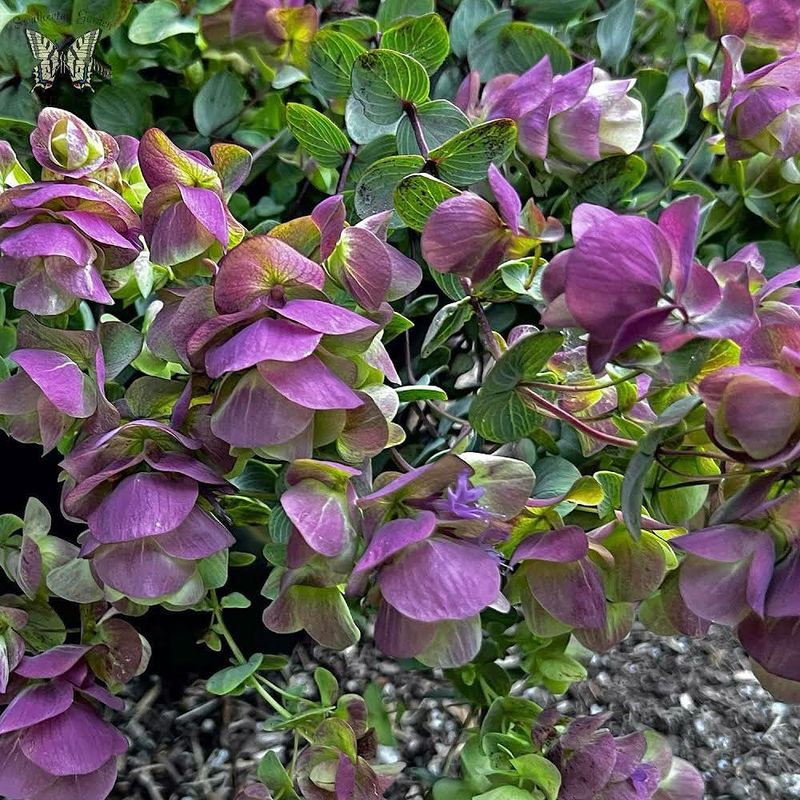 Ornamental Oregano