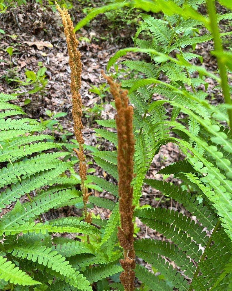 Cinnamon Fern