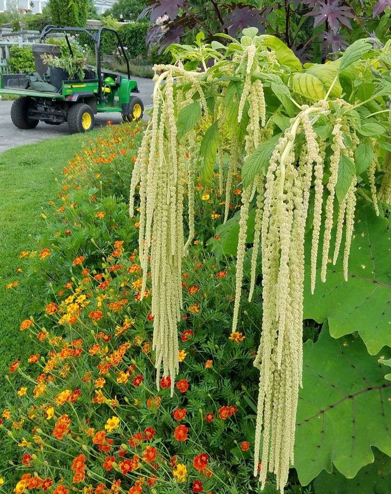 Green Amaranthus