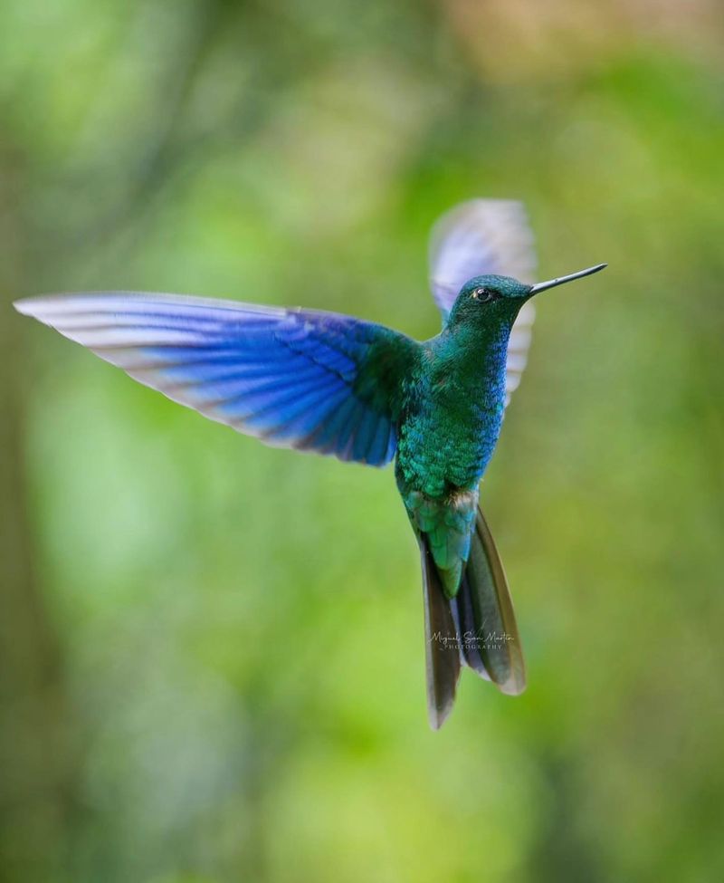 Hummingbirds