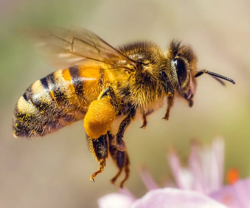Honeybees