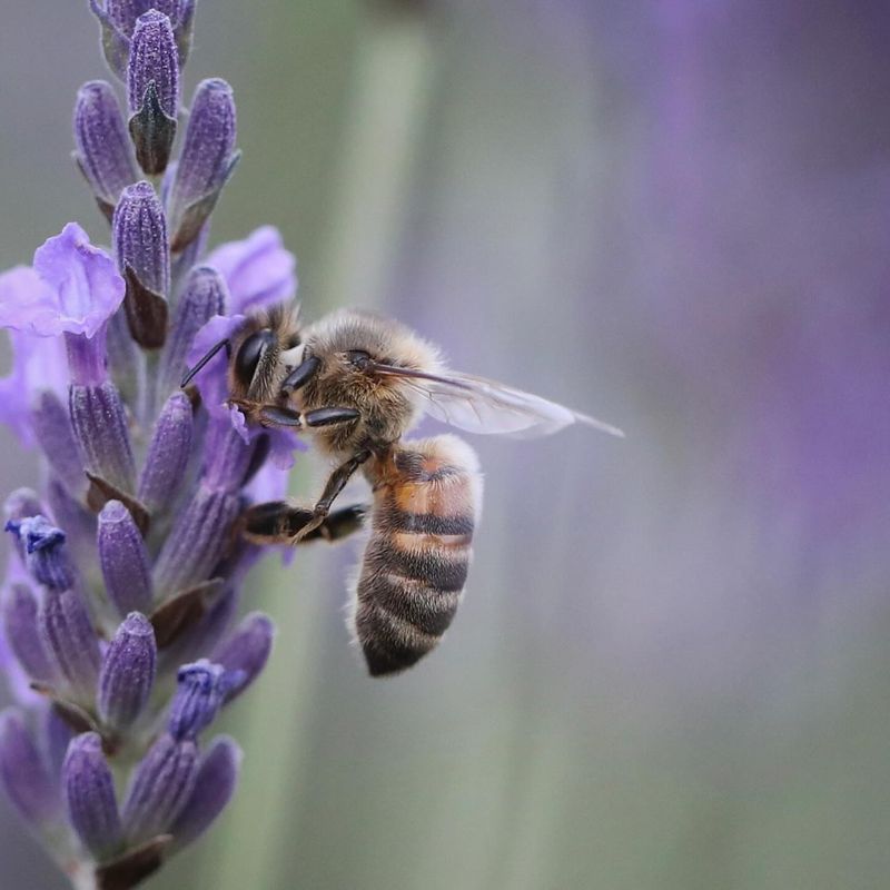 Honeybees