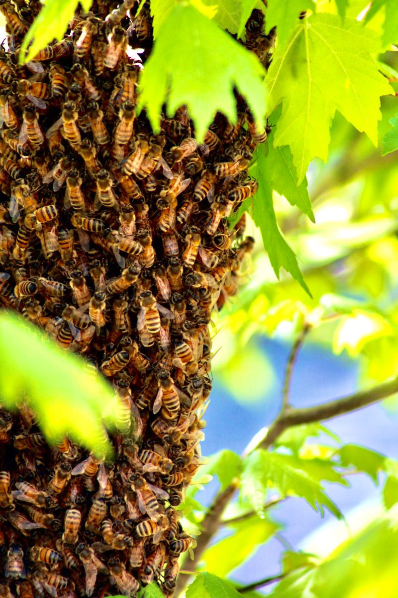 Honeybees