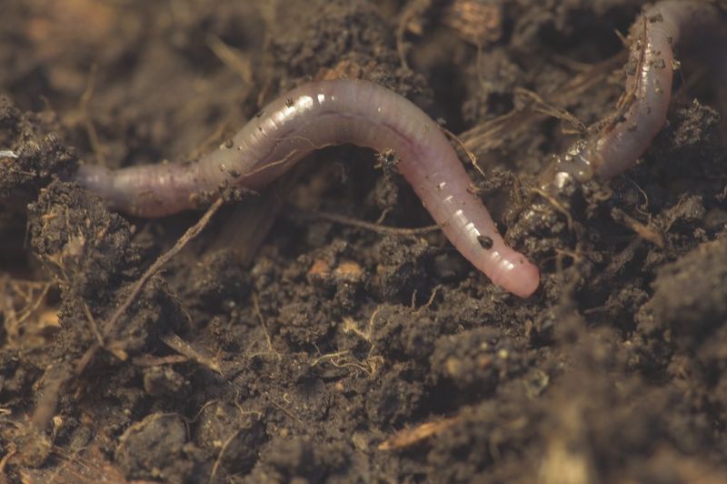 Earthworms