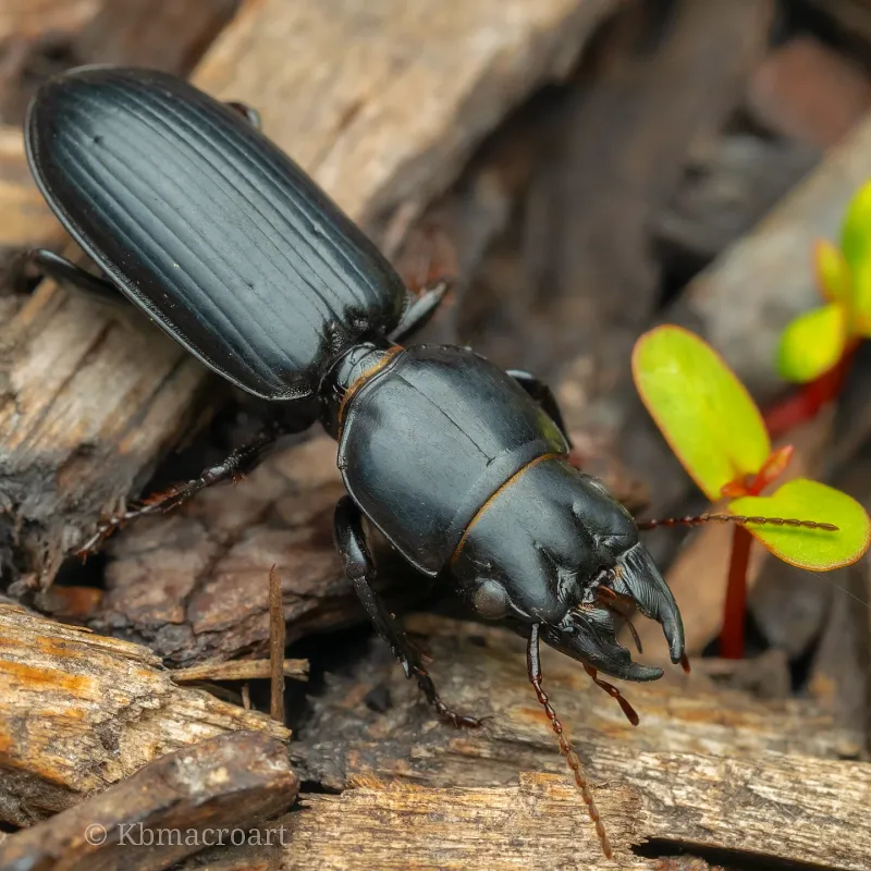 Speedy Ground Beetles