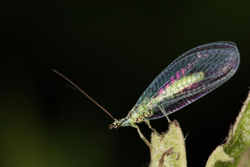 Green Lacewings