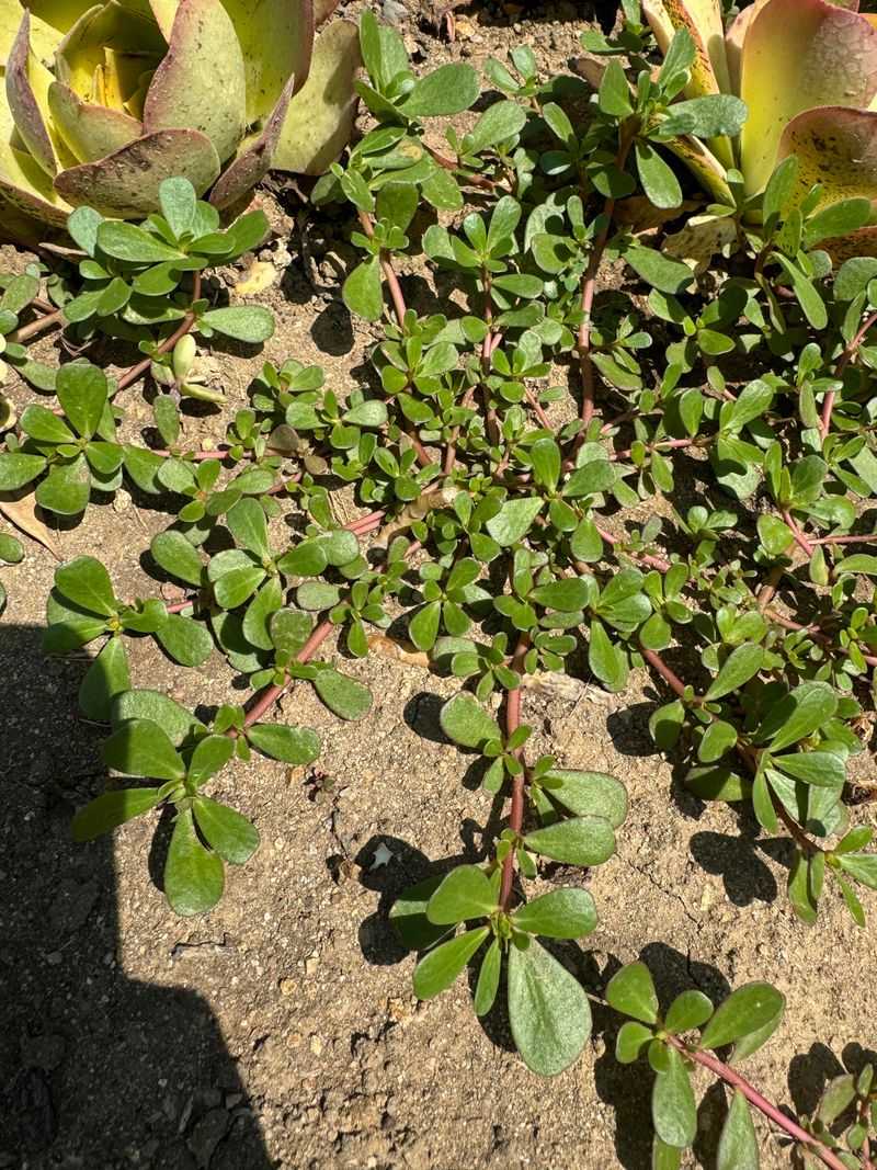 Purslane (Portulaca oleracea)