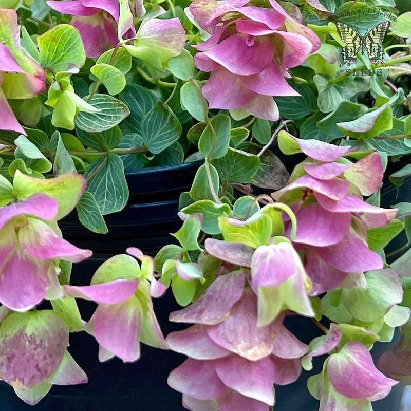 Ornamental Oregano