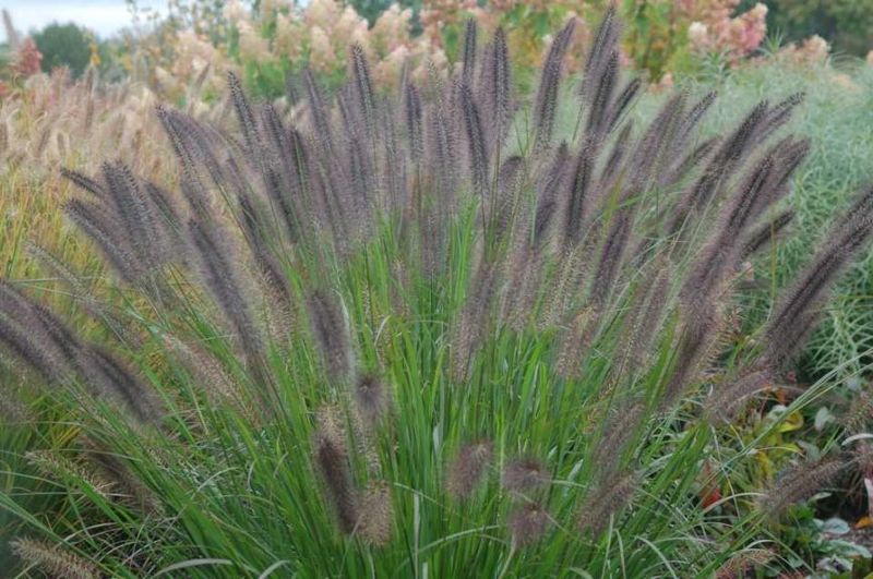 Ornamental Grasses